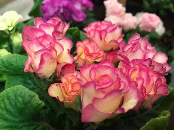 誕生花 １月25日 プリムラの花言葉 オリジナルなプレゼントがつくれる山本彩代のフラワーアレンジメント教室