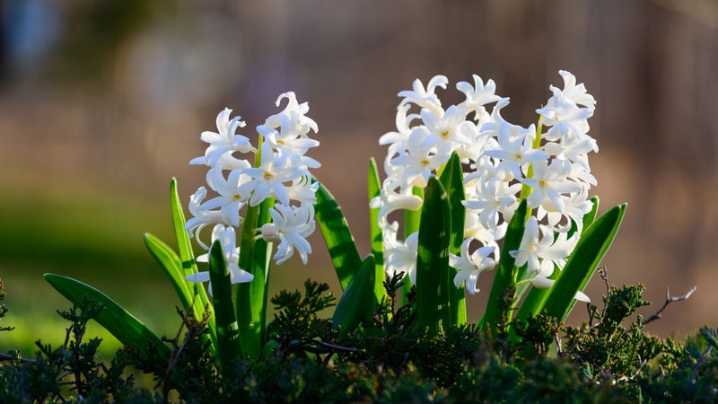 誕生花 １月26日 白いヒヤシンスの花言葉 オリジナルなプレゼントがつくれる山本彩代のフラワーアレンジメント教室