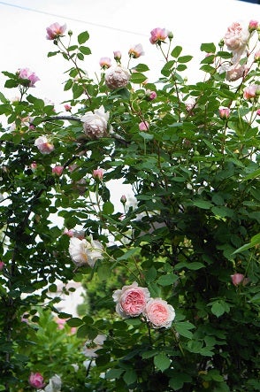 可愛いバラ ラマリエの剪定 初めてのかわいいい客様 ママの薔薇のブログ