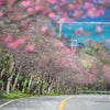 ■桜のピンクと珊瑚礁の海の青■ 1月、沖縄ではもう桜満開の画像