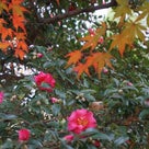 写真の記事より