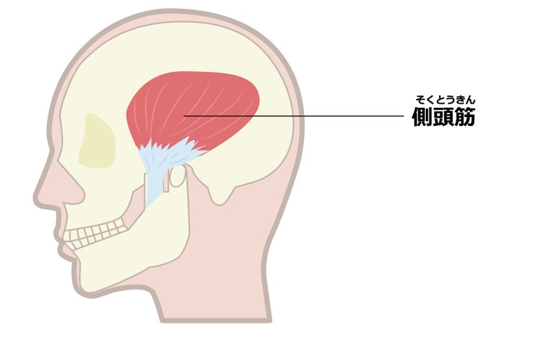 側頭筋の図
