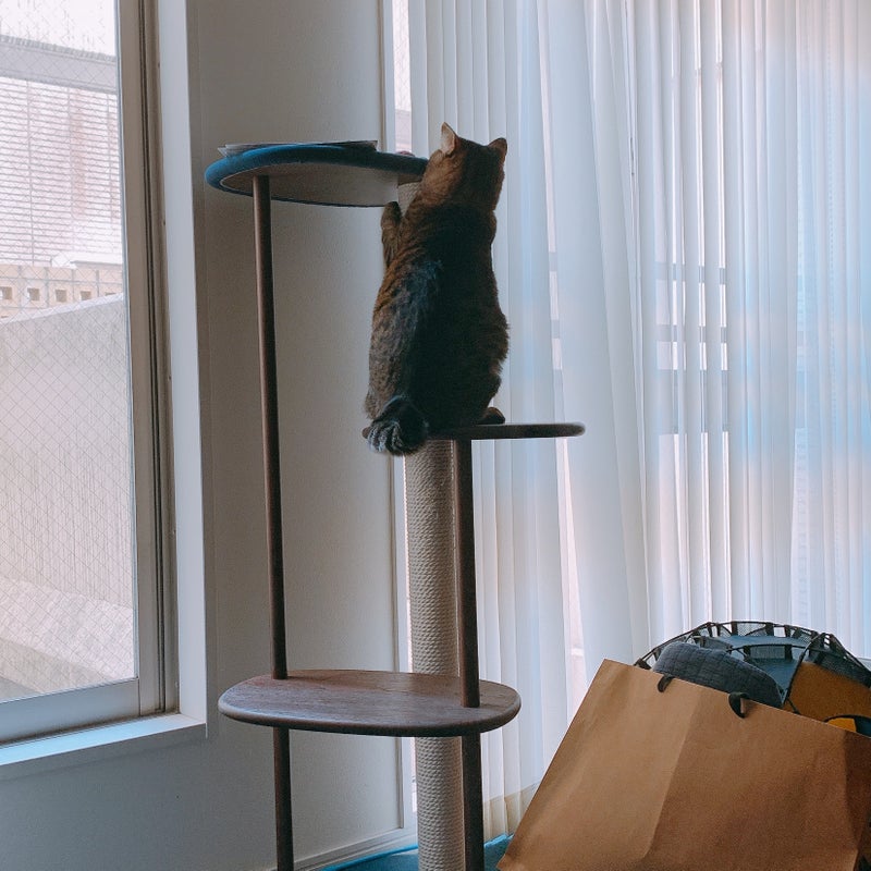 KARIMOKU CAT TREE カリモク家具 日本製 キャットタワー 撥水加工生地 綿縄爪とぎ 木製 高さ124cm 据え置き (ライトグレー＆ピュアオーク)