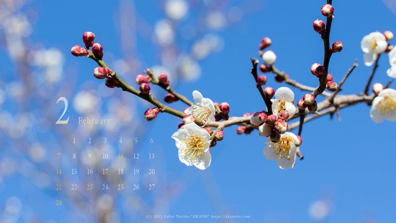2月の壁紙カレンダーは梅の花 へにょへにょ日記 ゆるゆる田舎暮らしブログ