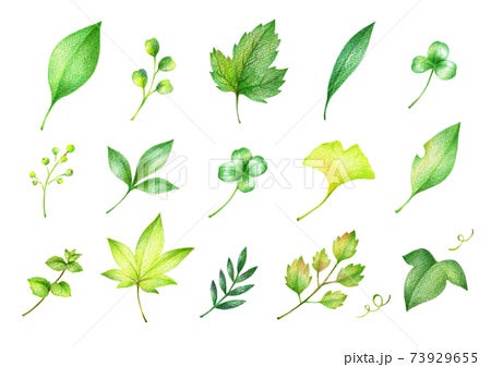 緑の葉っぱのイラスト 手描き色鉛筆画イラスト