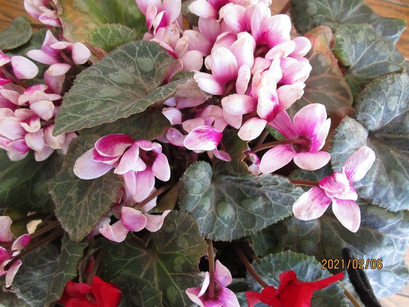 種から育てたシクラメンが咲きました Kisita676のブログ