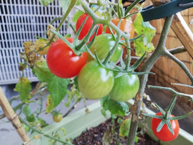 プランター栽培のミニトマト アイコ が甘くなってきた マルコの家庭菜園ブログ