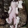 ◼️ウィペット仔犬❤️おもしろ寝姿の画像