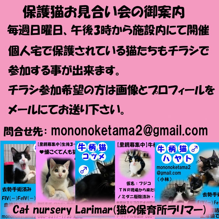 2月22日開催予定 保護猫お見合い会 Cat Nursery Larimar 猫の保育所ラリマー