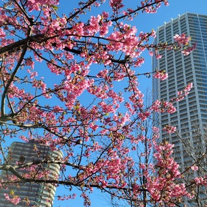 花と高層ビル～梅と桜　「新宿御苑」でのひとときの画像