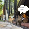 長崎グラスロード猫物語　その２の画像