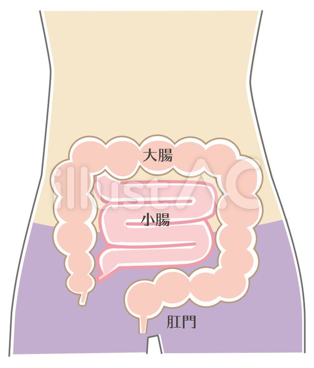 イラストフリー素材 腸の見取り図 Kanana129