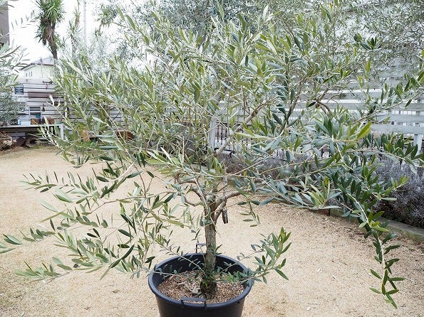 オリーブ ネバディロブランコの剪定 Olivegardening With Succulent
