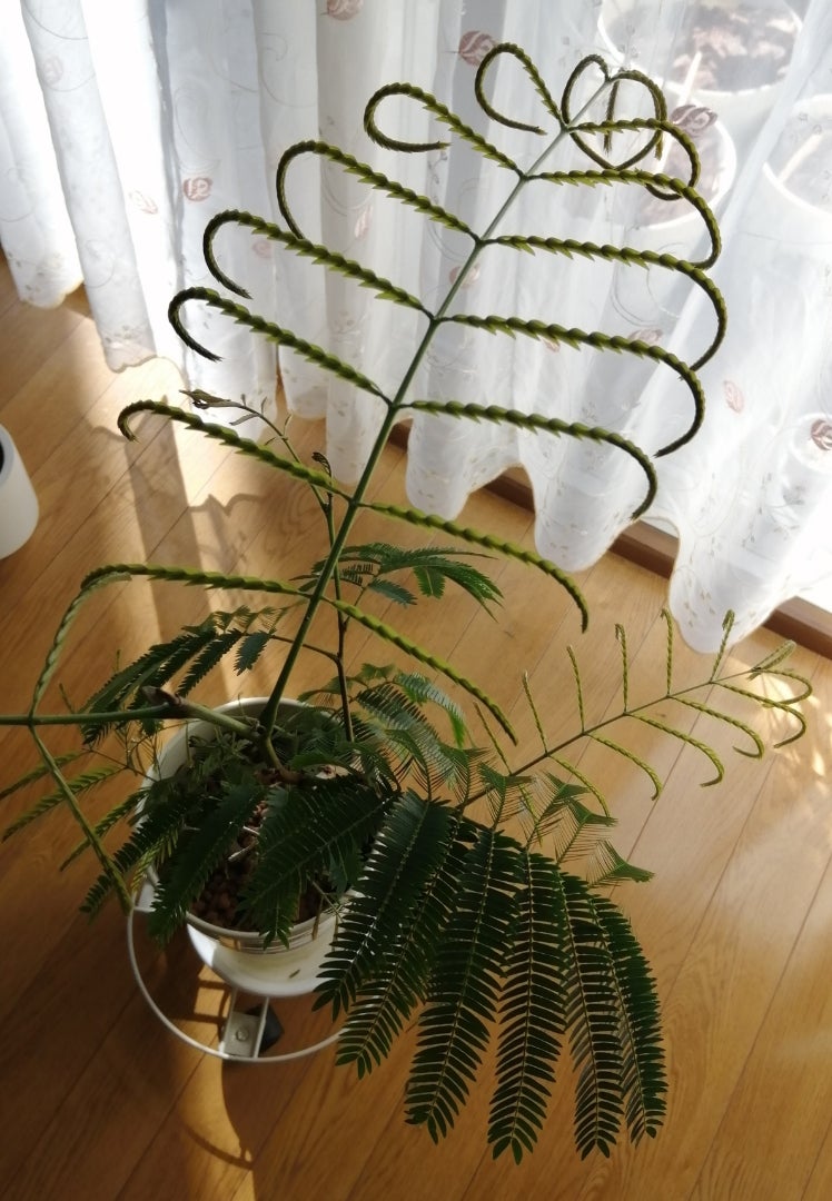 エバーフレッシュ ④朝イチの様子 | ねむのき植物日記 エバーフレッシュ ④朝イチの様子 | ねむのき植物日記