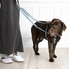 愛犬と楽しくお散歩　リードの使い方を知ると、安心できる♪の記事より