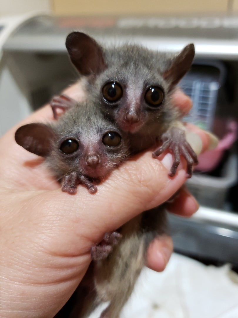 ショウガラゴベビー 生きものや若家 九州支部 ショウガラゴベビー 生きものや若家 九州支部