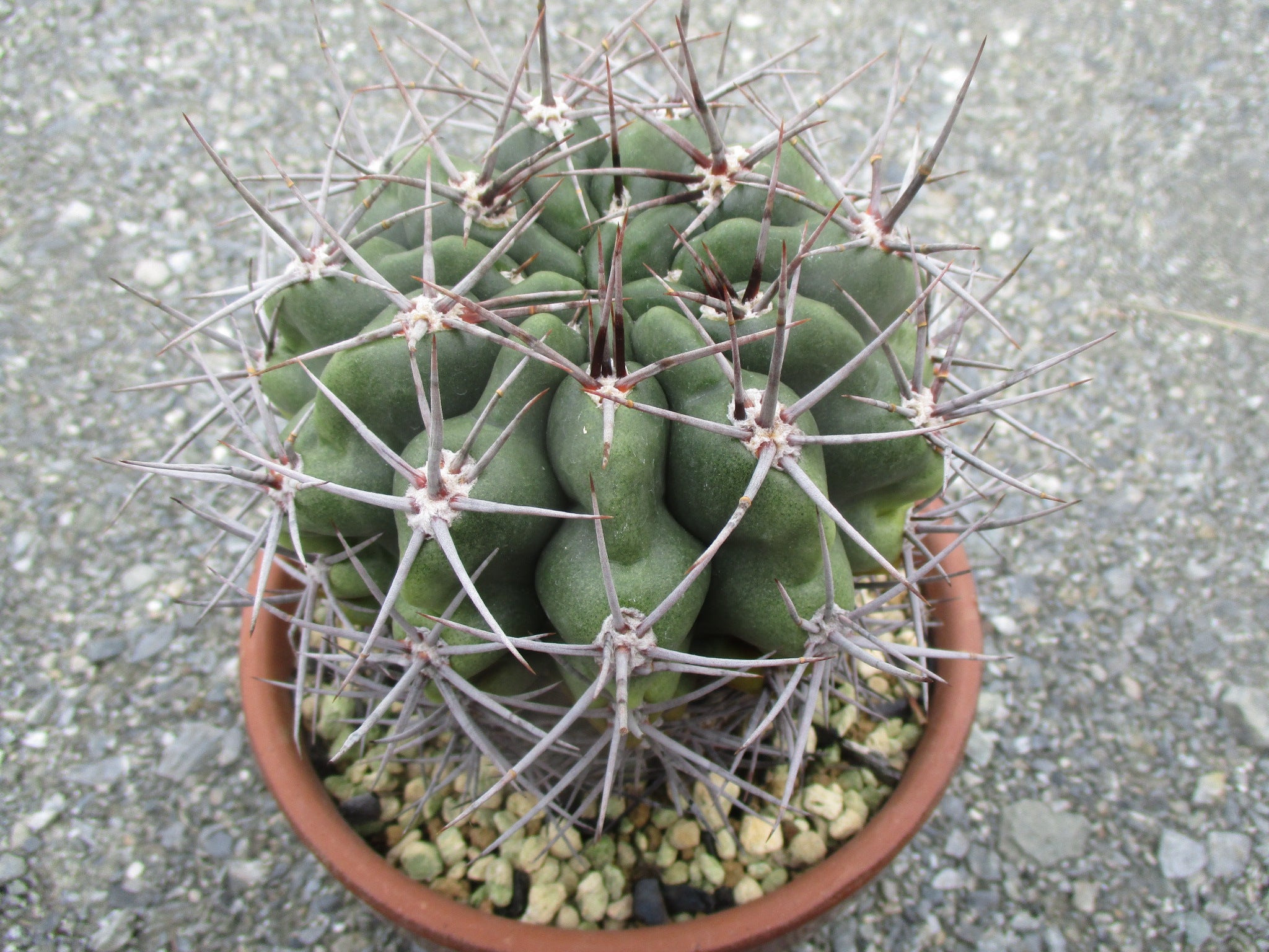 売出し①:3月の植物売出し!!! | 輸入植物・希少植物専門店 売出し①:3月の植物売出し!!! | 輸入植物・希少植物専門店