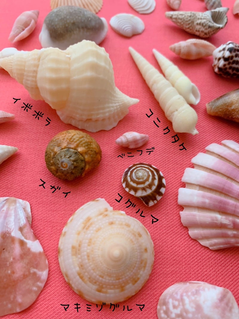 館山の気になる貝殻たち ビーチコーミング記録