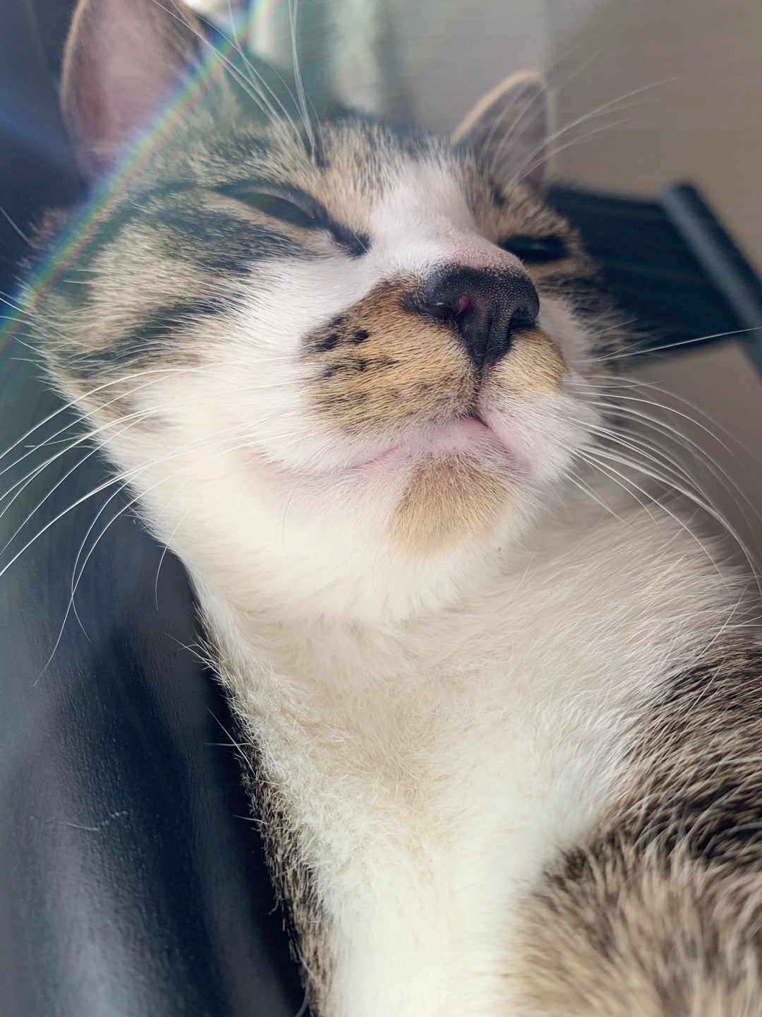 いきなり猫話の記事画像