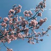 桜が降る夜は♩の画像