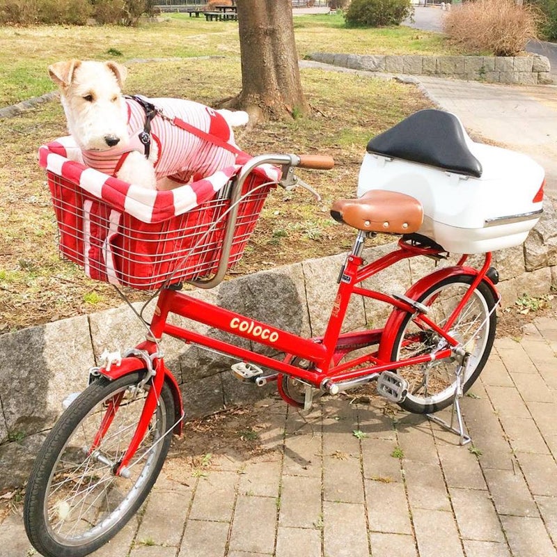 ペット乗せ自転車の選び方 タンタンとパパの子犬の社会化ブログ