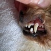 歯石除去と血液検診の画像