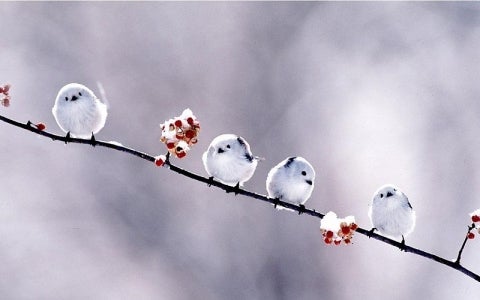 日本にしかいない世界一可愛い小鳥 ハンドメイド製作所 ジュエリー工房見学ツアー