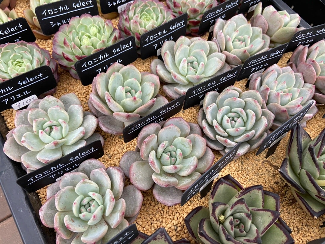 ランキングTOP5 426 大人気❀ 多肉植物 韓国苗 トリマネンシス 極美苗