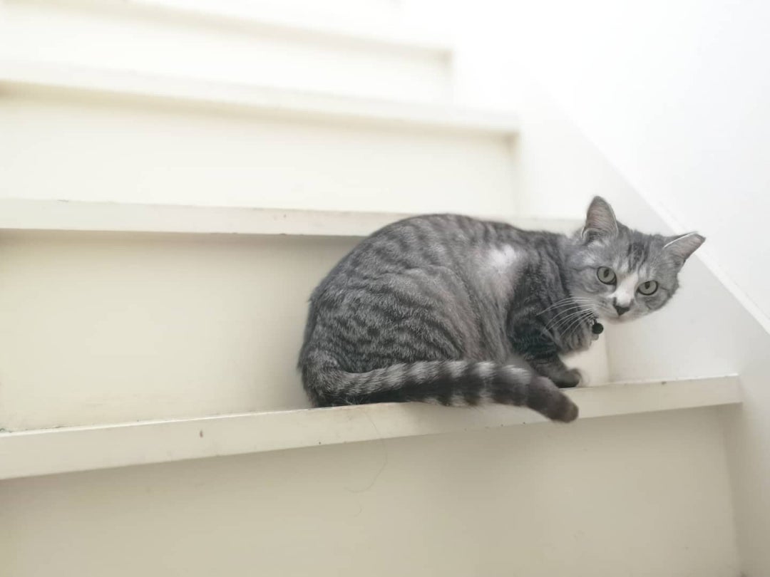 野良猫を保護して２ヶ月たった結果。とご相談したいこと。【ネコと暮らす】 | aoのコストコガイドブログ！