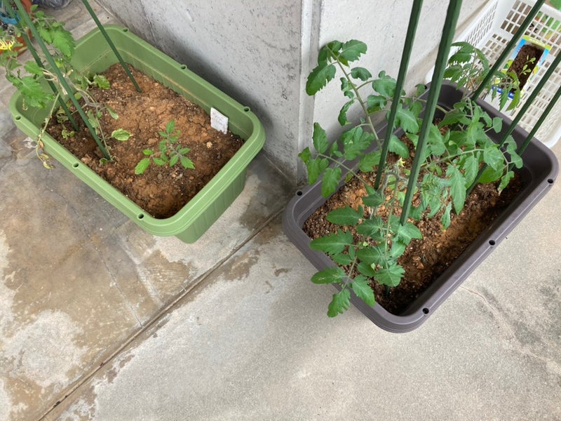 ベランダ菜園のミニトマトの土に虫が大量発生 水耕栽培に変更しました マルコの家庭菜園ブログ