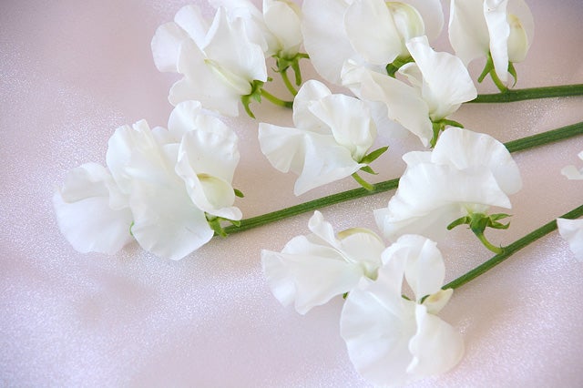3月15日 白いスイートピー の花言葉 オリジナルなプレゼントがつくれる山本彩代のフラワーアレンジメント教室