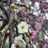 桜も開花し、すっかり春ですね‼の画像