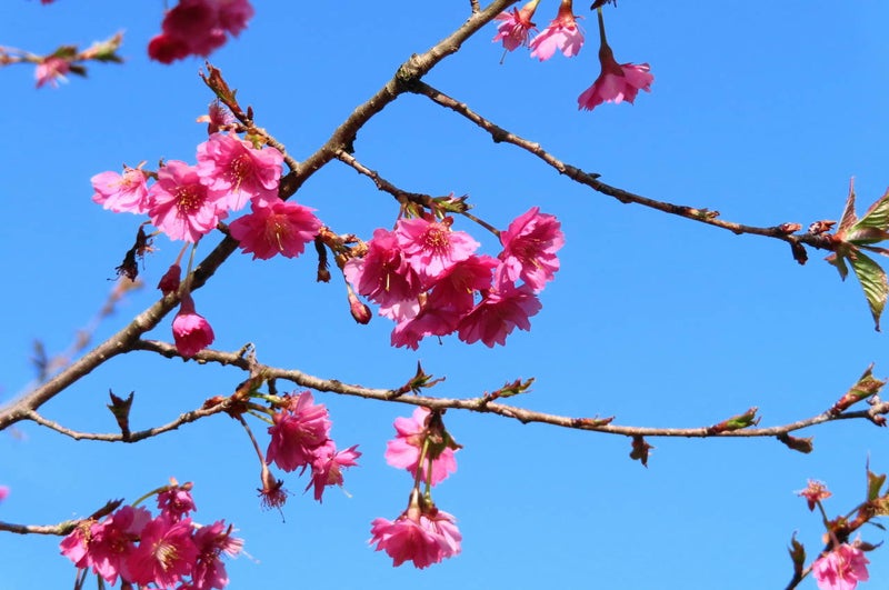 てる 桜 咲い 桜開花予想2022東京いつまで咲いてる?散る時期
