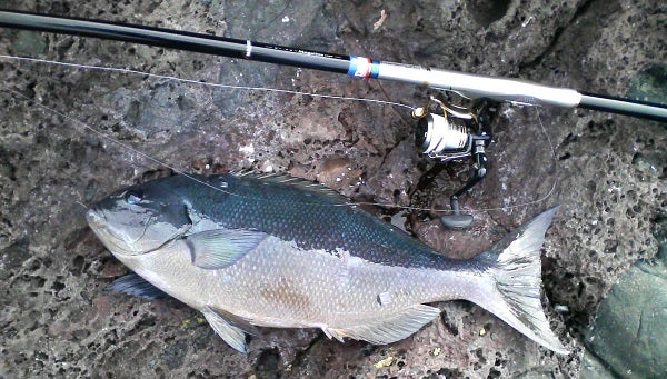 ダイワ シデンメガディス 2-53HR | Yes! Fishing is my RELIGION! ダイワ シデンメガディス 2-53HR | Yes! Fishing is my RELIGION!