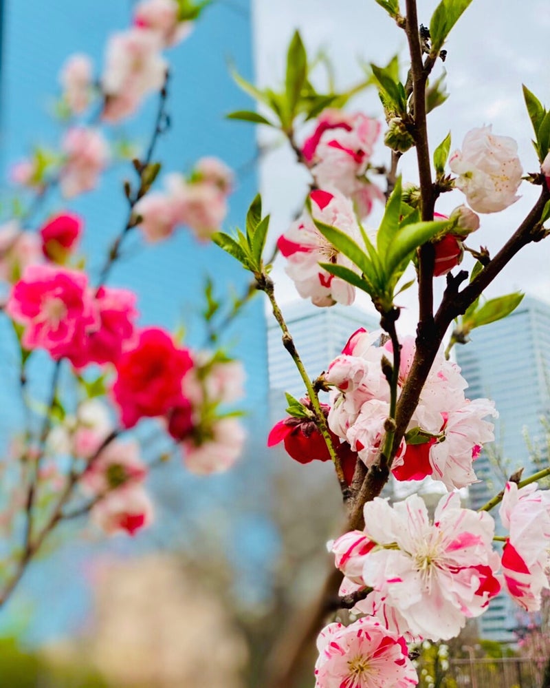 桃の花の花言葉は ーかがりび綜合法律事務所の公式ブログー