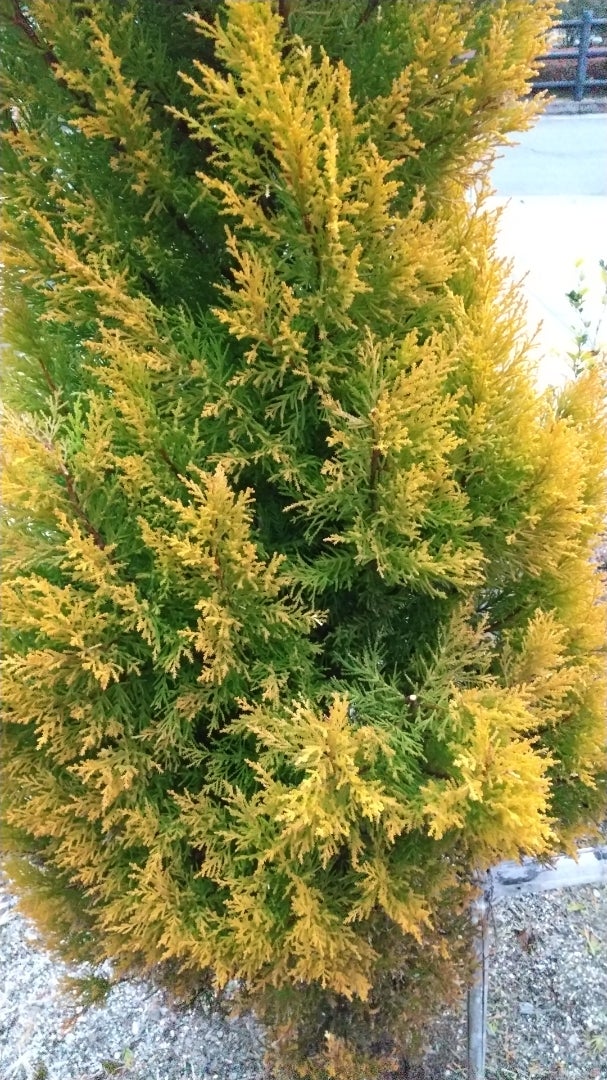 コニファー枯れはウィルマだけ 庭を芝生にしようか コニファー枯れはウィルマだけ 庭を芝生にしようか