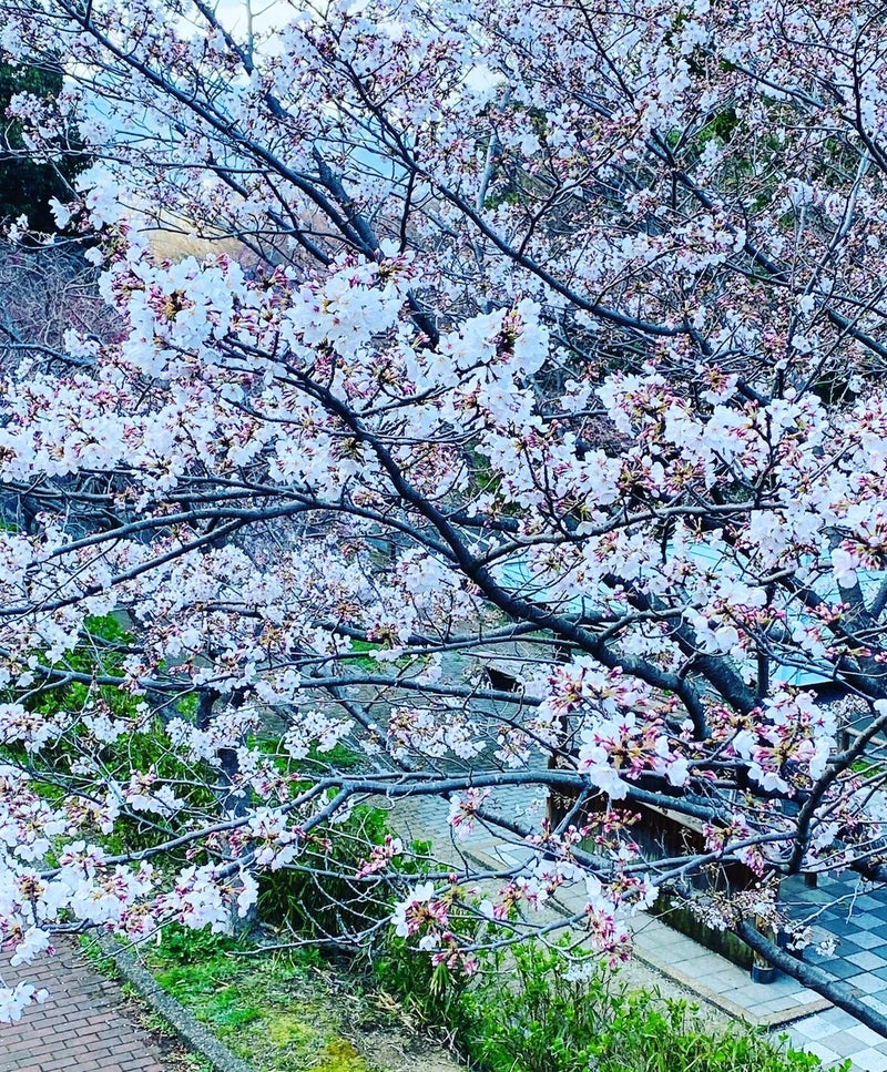 桜が咲いた 桑山公園 如庵のくらし