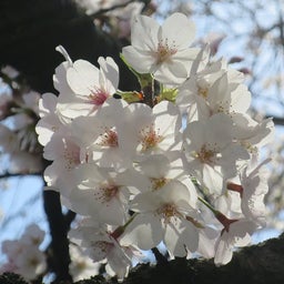画像 ト ライアイズ株主総会とお花見散歩 の記事より 6つ目