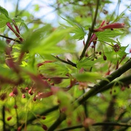 画像 トライアイズ株主総会とお花見散歩 の記事より 3つ目