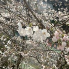 桜の交流会③(さくらんぼ，訪問看護・福岡/レインボーアース)の記事より