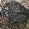 愛知県蒲郡市　シロアリの羽アリ発生時期もいよいよ後1ヶ月ほどとなりました。の画像