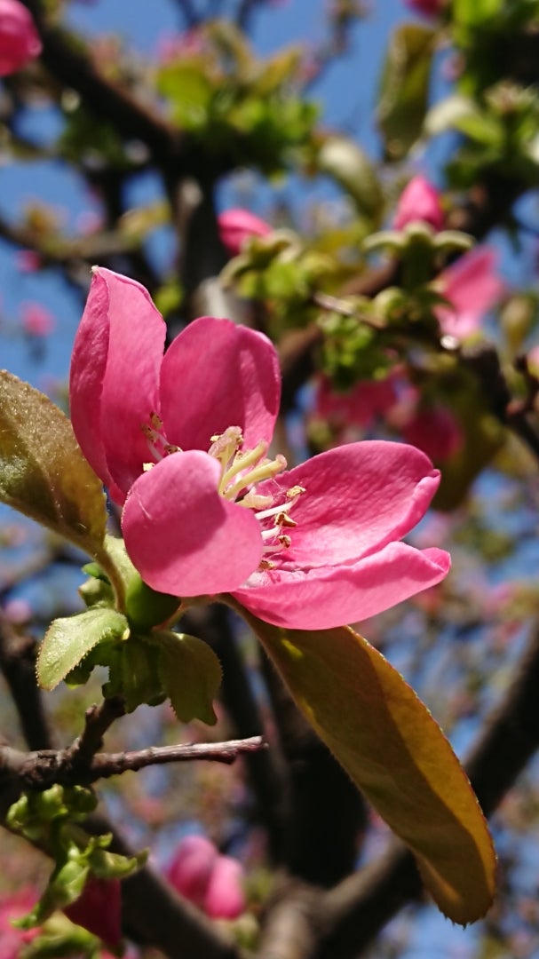 カリン 花梨 季節の花と花言葉 Kensan 0427さんのﾌﾞﾛｸﾞ