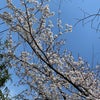 庭の桜が咲きましたの画像