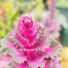 ”＊＊3月の庭便りムスカリ＆クロッカスオーシャンカラーミックス開花”と紫キャベツの花との記事より