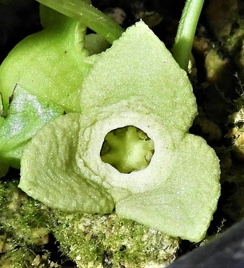 マルミカンアオイ「青宝」の花 | kulif 化石 富貴蘭 石斛 寒葵 食虫