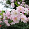 桜満開の画像