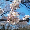 桜の季節の画像