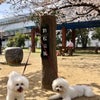助松公園の桜の画像