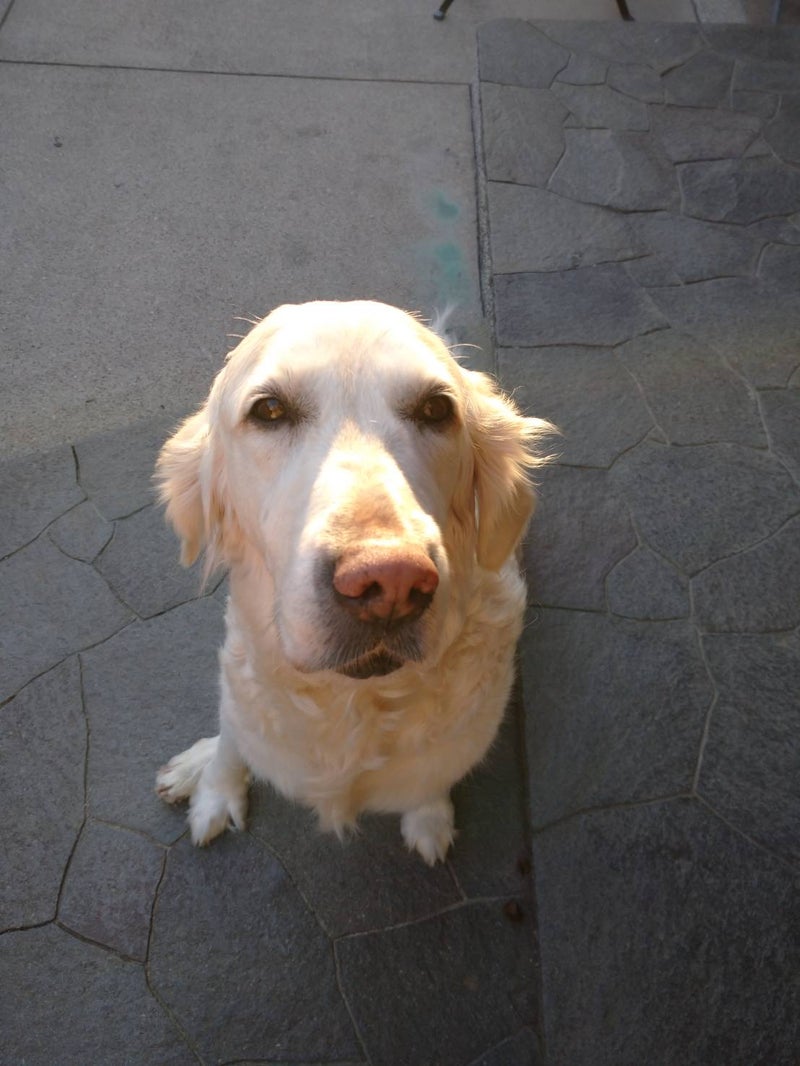ナックリングしていたゴールデンr 神戸の犬整体 歩くいぬ のブログ