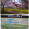 幸手の桜と菜の花の画像